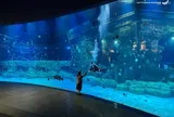 Khám Phá Đại Dương Sắc Màu Tại Thuỷ cung Lotte Tây Hồ Và Sea Life Bangkok Ocean World