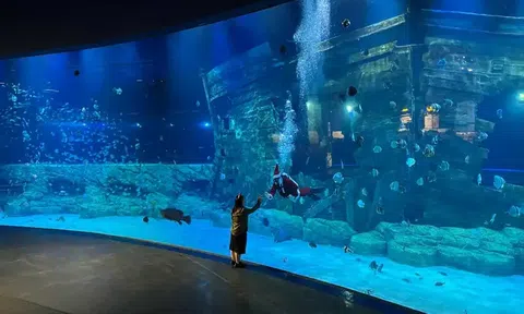 Khám Phá Đại Dương Sắc Màu Tại Thuỷ cung Lotte Tây Hồ Và Sea Life Bangkok Ocean World
