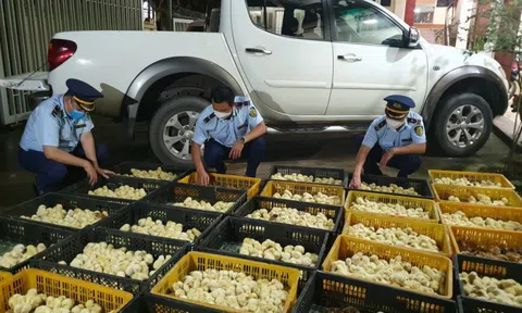 Lạng Sơn: Liên tục phát hiện các vụ việc kinh doanh gà giống nhập lậu quy mô lớn