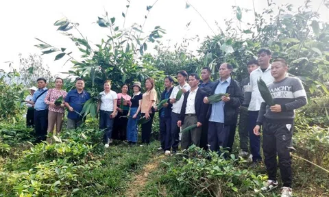 Kỳ vọng vào những mô hình phát triển kinh tế giúp bà con Mường Lý thoát nghèo