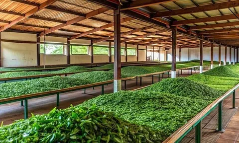 'Vàng xanh' quý hiếm của Việt Nam xếp thứ 5 về xuất khẩu