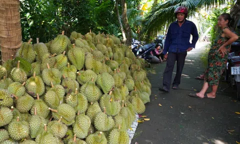 Sầu riêng Việt Nam bị Trung Quốc cảnh báo về kiểm dịch thực vật và an toàn thực phẩm