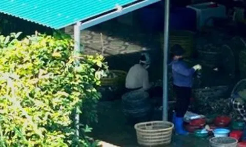 Quảng Ninh siết chặt quản lý sơ chế, chế biến hải sản: Chỉ đạo quyết liệt từ tỉnh, nhưng Đầm Hà vẫn để vi phạm tái diễn