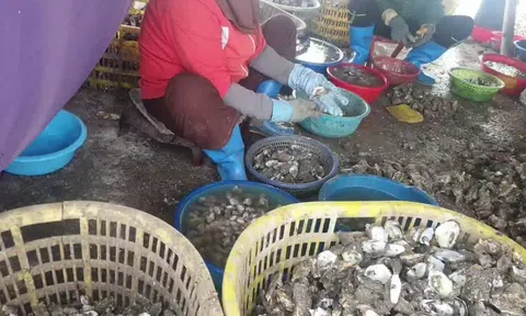 Green Aquatech và ‘hành trình’ mang hàu Quảng Ninh xuất khẩu?