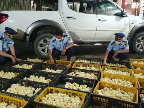 Lạng Sơn: Liên tục phát hiện các vụ việc kinh doanh gà giống nhập lậu quy mô lớn