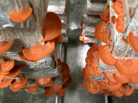 Nghiên cứu thành công trồng nấm vân chi đỏ bằng vỏ trấu và lõi ngô
