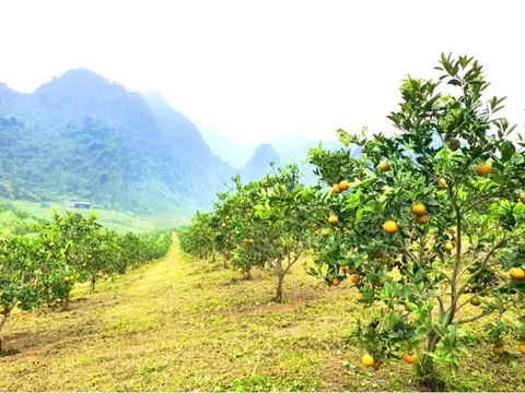 Nghệ An bảo tồn, phát triển các giống cam quý