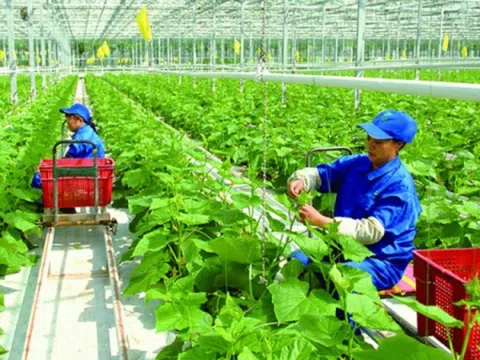 Thanh Hóa mở rộng vùng sản xuất nông nghiệp sạch, an toàn thực phẩm.