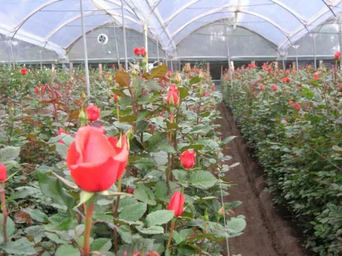 Hiệu quả từ việc canh tác các sản phẩm nông nghiệp trong nhà màng, nhà lưới