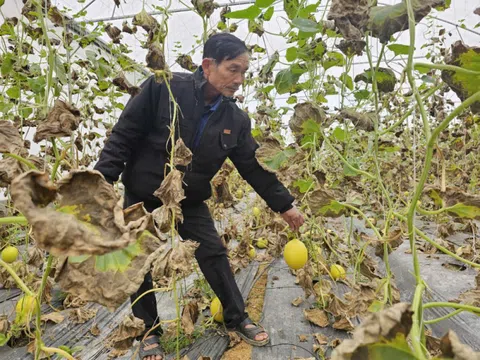 Điều gì giúp nông dân Lê Đức Hạnh thành công với mô hình 'Trồng rau, củ, quả trong nhà màng đạt tiêu chuẩn VietGAP'