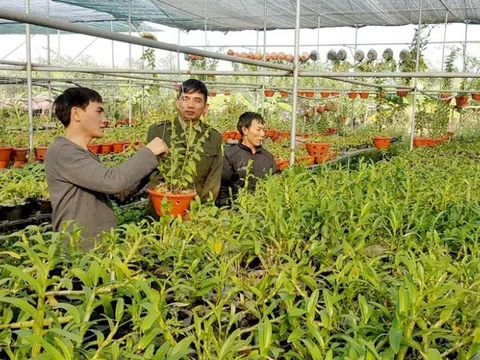 Nhân rộng mô hình trong sản xuất nông nghiệp tại Như Xuân, Thanh Hóa