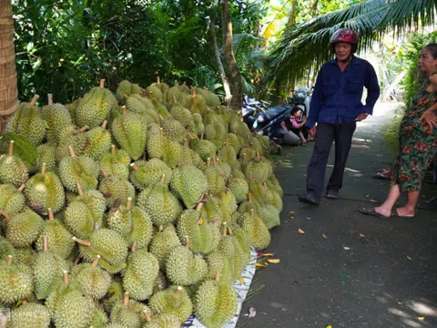 Sầu riêng Việt Nam bị Trung Quốc cảnh báo về kiểm dịch thực vật và an toàn thực phẩm