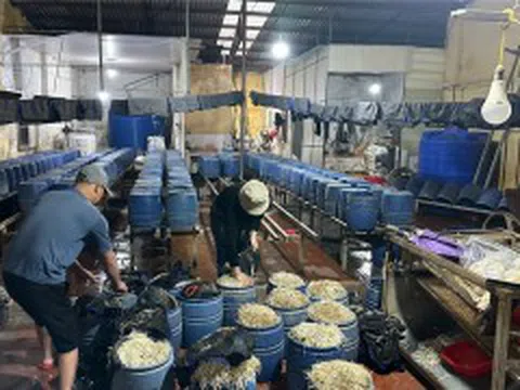 Hưng Yên: Phát hiện cơ sở sản xuất, kinh doanh 30.000 kg giá đỗ sử dụng thuốc cấm