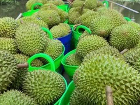 Giá sầu riêng trái vụ rẻ kỷ lục, chỉ vài chục nghìn đồng/kg