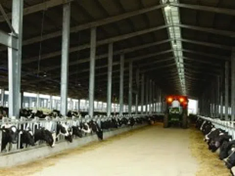 'Nhà bếp 5 sao' của những cô bò hạnh phúc tại trang trại TH