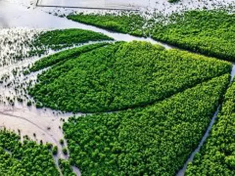 Tín chỉ carbon xanh – Hướng đi bền vững cho Cà Mau