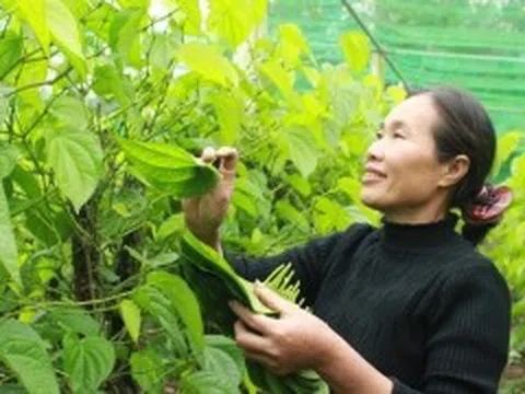 Nghệ An: Người dân xã Nghi Ân thu nhập cao từ cây trầu không