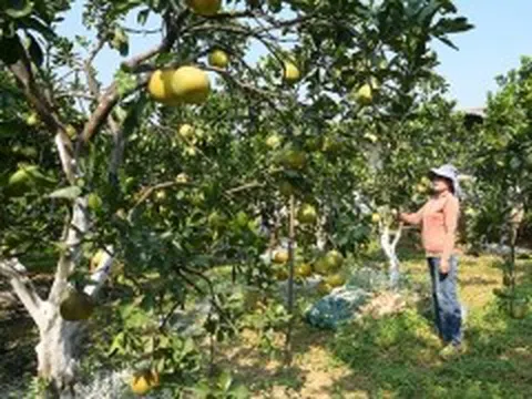 Phát triển sản xuất nông nghiệp an toàn, hữu cơ