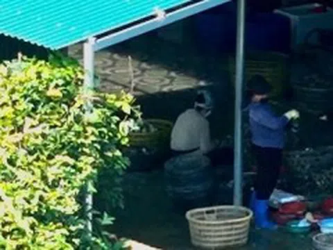 Quảng Ninh siết chặt quản lý sơ chế, chế biến hải sản: Chỉ đạo quyết liệt từ tỉnh, nhưng Đầm Hà vẫn để vi phạm tái diễn