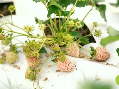 Chàng trai khởi nghiệp đưa 'nữ hoàng dâu' ra khỏi nhà kính