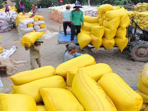 Tăng cường các giải pháp thúc đẩy sản xuất, xuất khẩu gạo