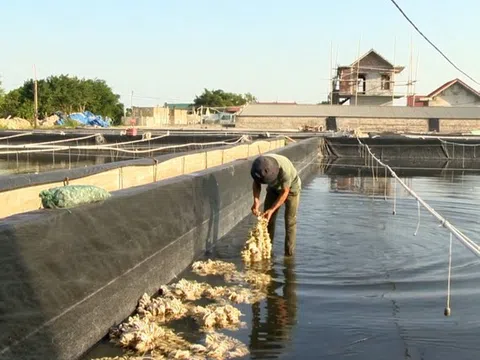 Hàu giống Kim Sơn được công bố nhãn hiệu chứng nhận