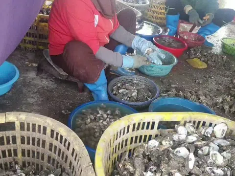 Green Aquatech và ‘hành trình’ mang hàu Quảng Ninh xuất khẩu?