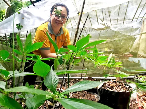 Tìm về vườn sâm Ngọc Linh của VinaGinseng