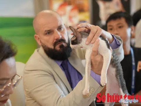 Cuộc thi sắc đẹp mèo tại TP.HCM