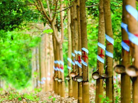 TNC: Lợi nhuận sau thuế 9 tháng giảm 34%