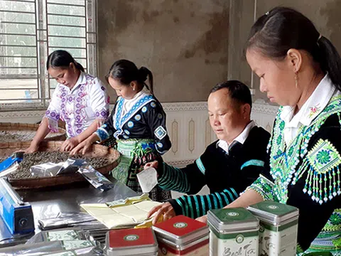 Yên Bái: Bảo hộ chỉ dẫn địa lý chè shan Phình Hồ