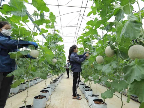 Giải pháp nâng cao hiệu quả kinh tế hợp tác xã