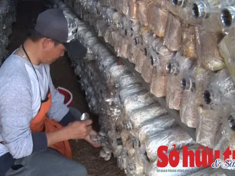 Đà Lạt phát triển trồng nấm bào ngư xám