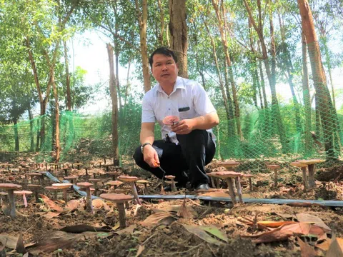 Mô hình làm giàu: Trồng nấm linh chi đỏ dưới tán rừng keo