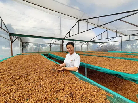 Nhãn hiệu Buon Ma Thuot Coffee được bảo hộ ở những quốc gia nào?