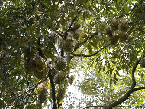 Thương hiệu sầu riêng Đắk Mil: Phát triển theo hướng xuất khẩu