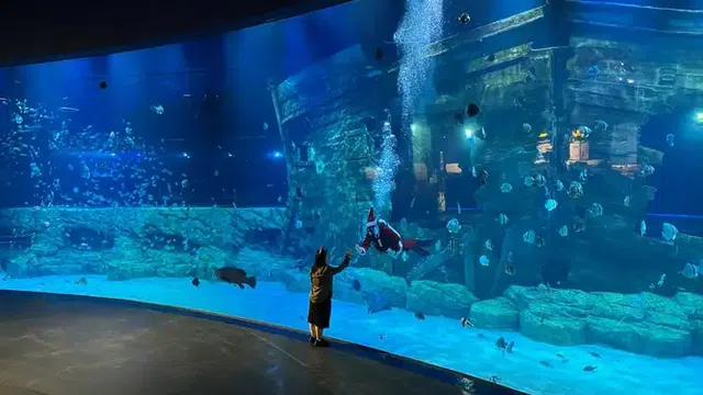 Khám Phá Đại Dương Sắc Màu Tại Thuỷ cung Lotte Tây Hồ Và Sea Life Bangkok Ocean World