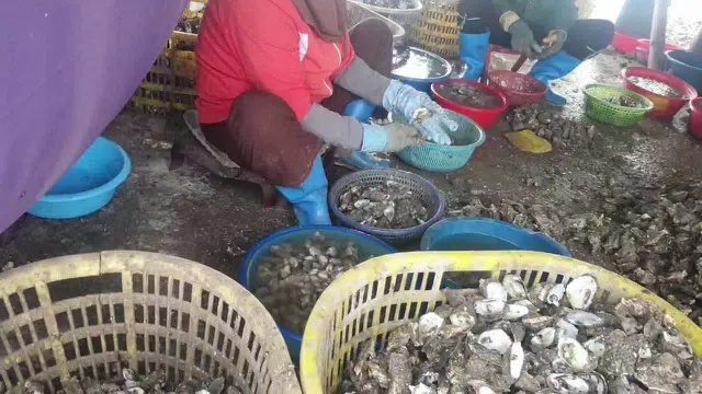 Green Aquatech và ‘hành trình’ mang hàu Quảng Ninh xuất khẩu?